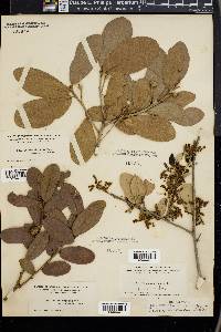 Quercus virginiana image