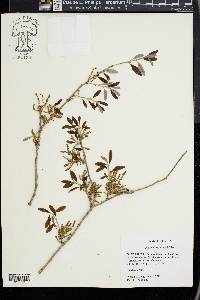 Quercus virginiana image