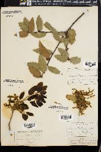 Quercus wislizeni image