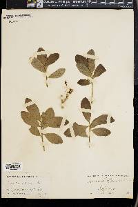Quercus wislizeni image