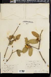 Quercus wislizeni image