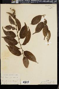Casearia sylvestris image