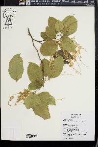 Homalium cochinchinensis image