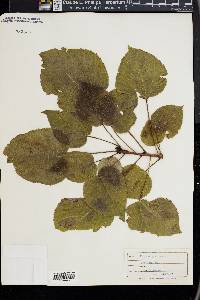 Idesia polycarpa image