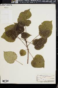 Idesia polycarpa image