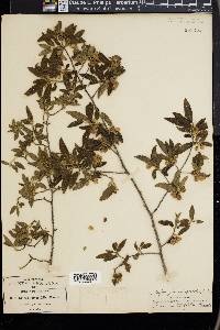 Neopringlea integrifolia image