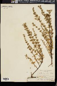 Frankenia grandifolia image