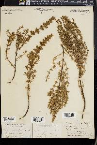 Frankenia grandifolia image