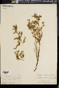 Frankenia grandifolia image