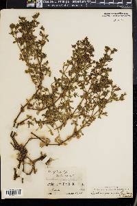 Frankenia grandifolia image