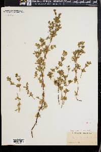Frankenia grandifolia image
