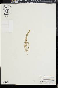 Frankenia grandifolia image