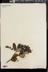 Garrya buxifolia image