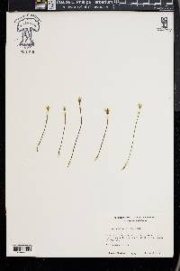 Bartonia verna image