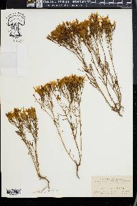 Zeltnera beyrichii image