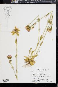 Centaurium erythraea image