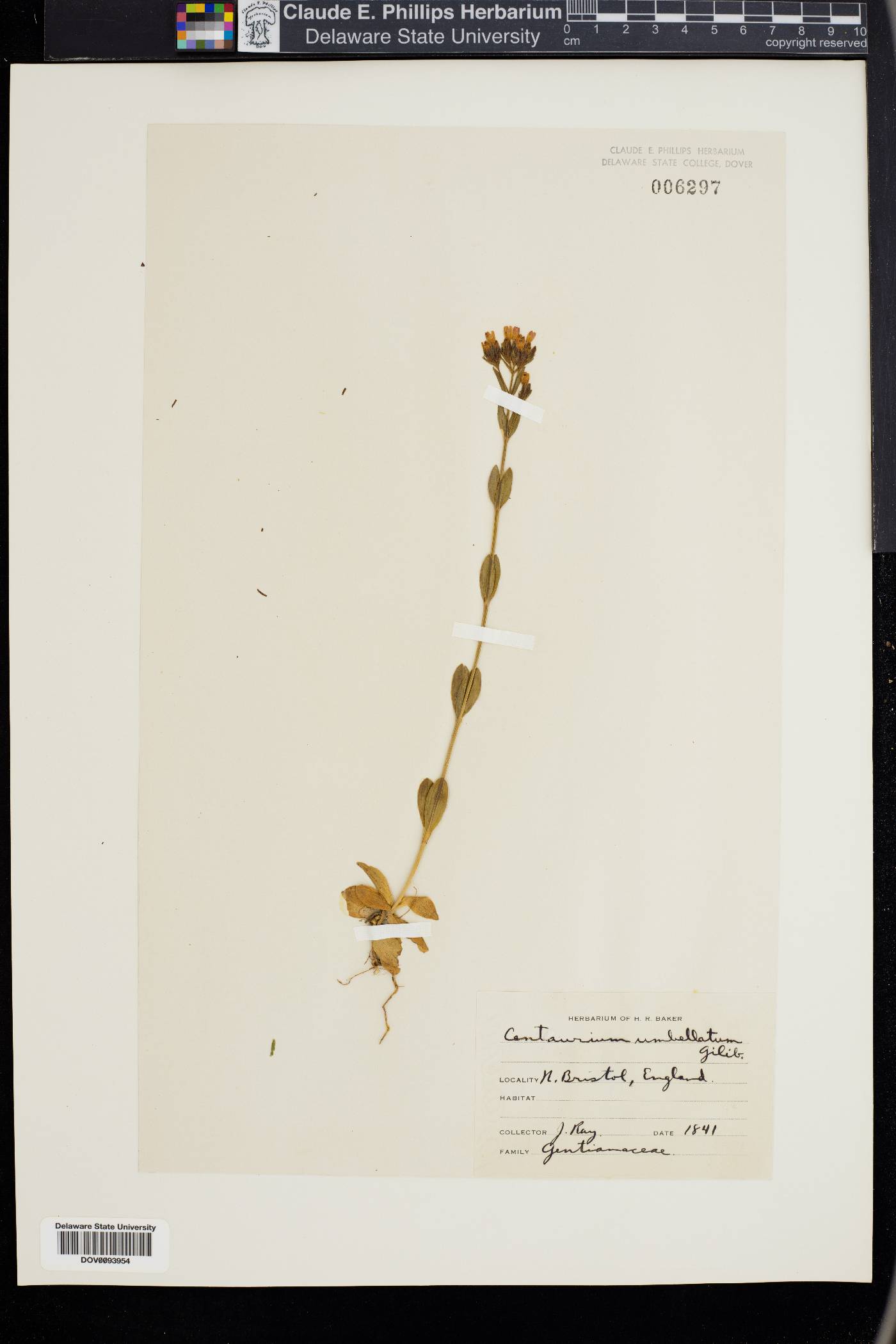Centaurium umbellatum image