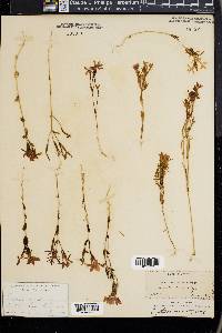 Zeltnera venusta image