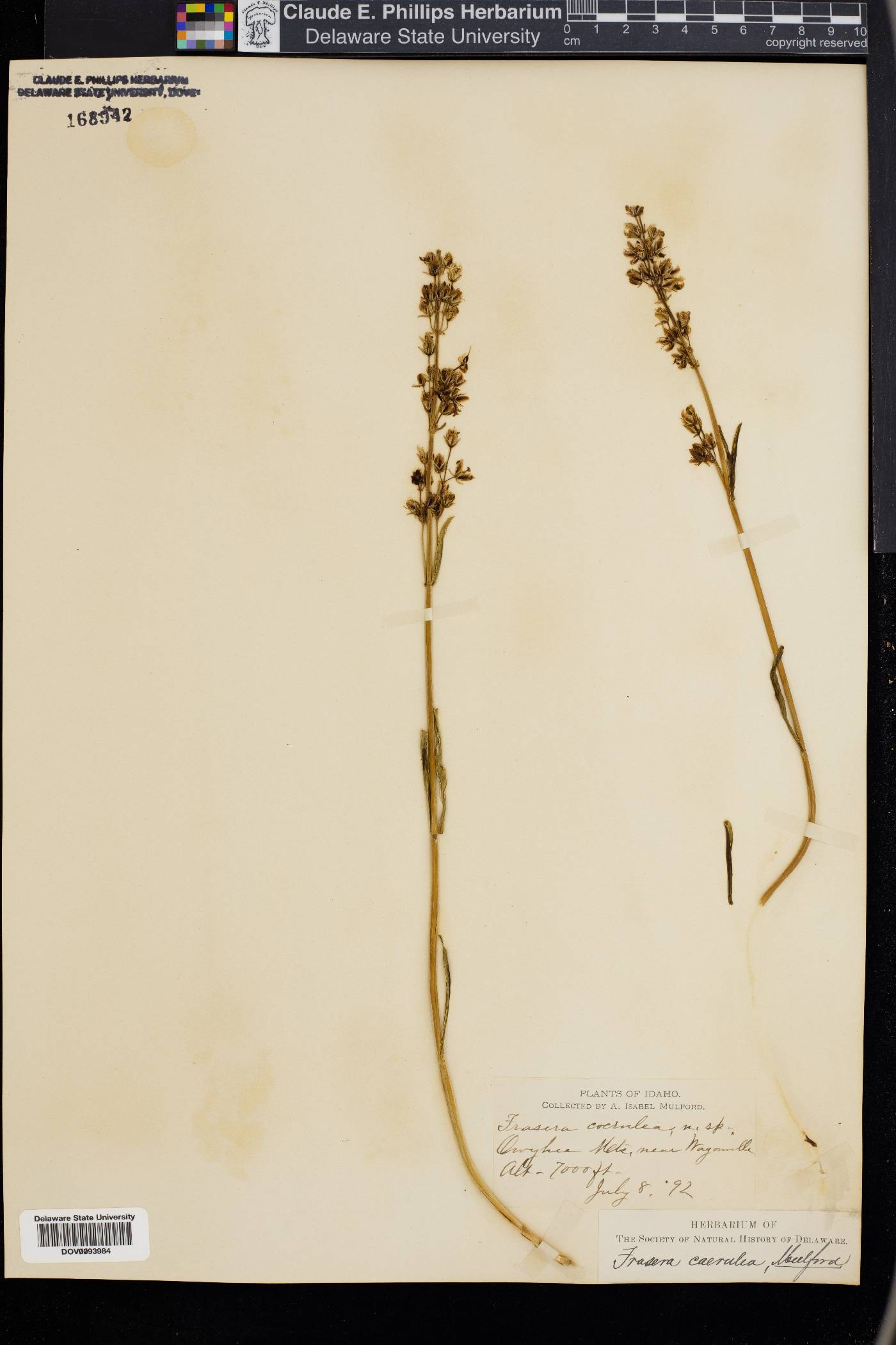 Frasera caerulea image