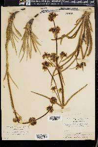 Frasera neglecta image