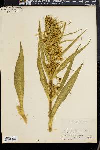 Frasera venosa image