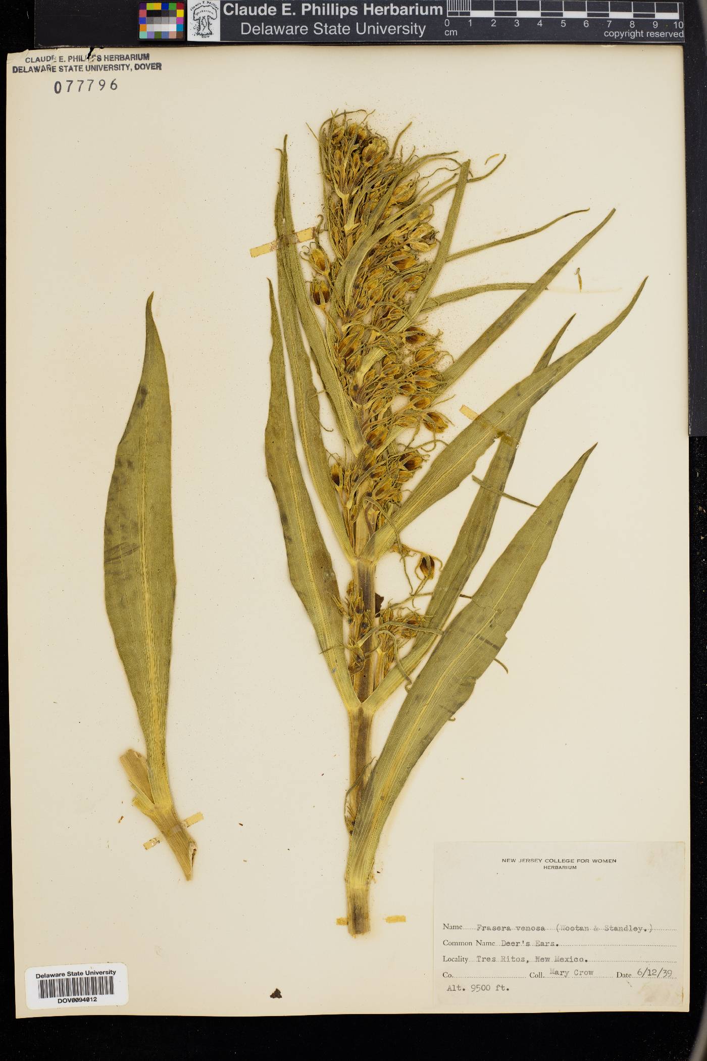 Frasera venosa image
