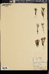 Geniostemon schaffneri image