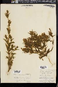 Gentianella amarella subsp. acuta image