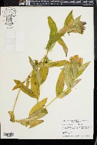 Gentiana andrewsii image