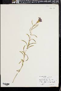 Gentiana autumnalis image