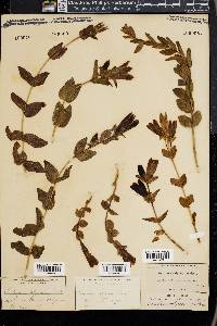 Gentiana calycosa image