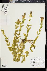 Gentiana calycosa image