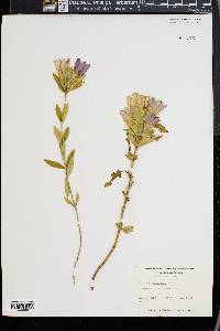 Gentiana catesbaei image