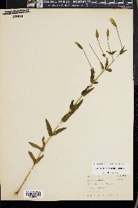 Gentiana crinita image