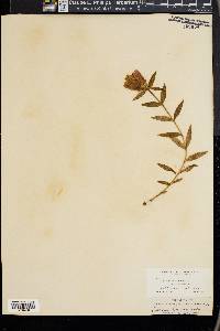 Gentiana linearis image