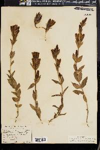 Gentiana affinis image
