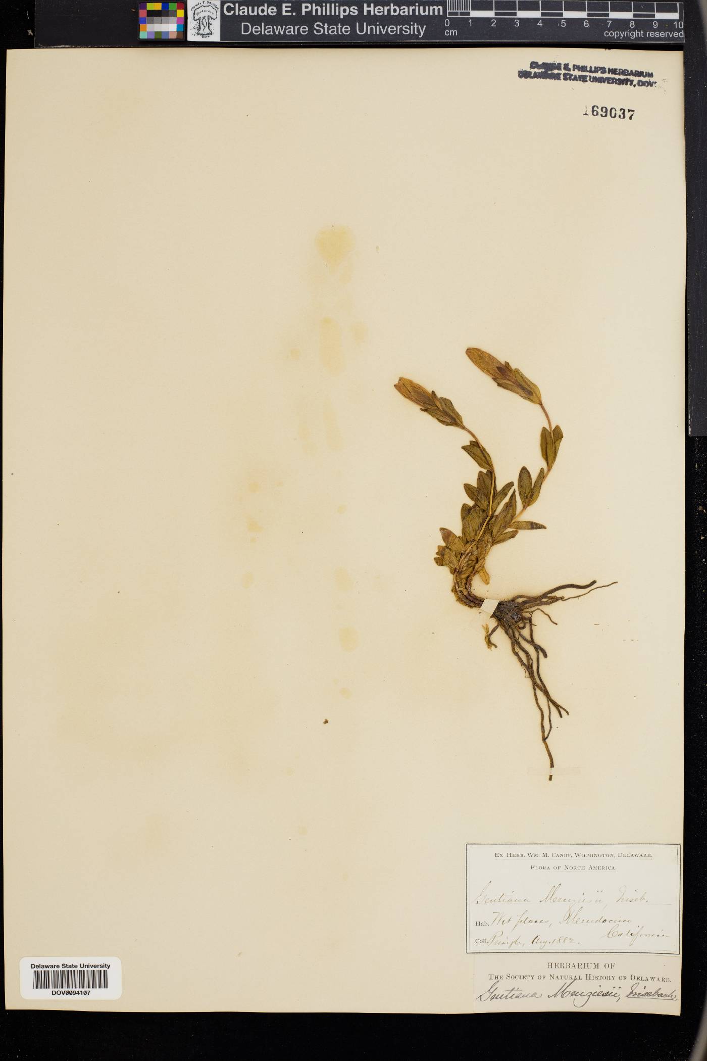 Gentiana menziesii image
