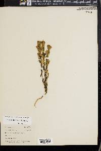 Gentiana quinquefolia image