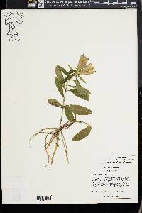 Gentiana saponaria image