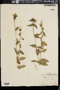 Halenia deflexa image