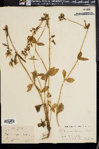 Halenia deflexa image