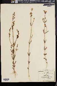 Halenia brevicornis image