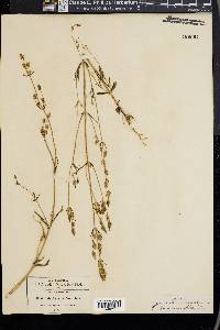 Halenia brevicornis image