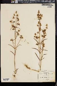 Halenia rothrockii image