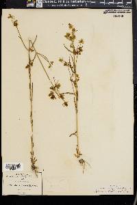 Halenia rothrockii image