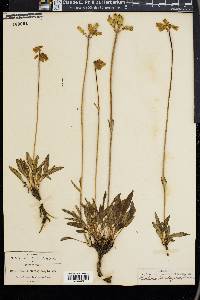 Halenia plantaginea image