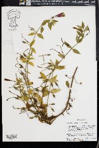 Lisianthius axillaris image