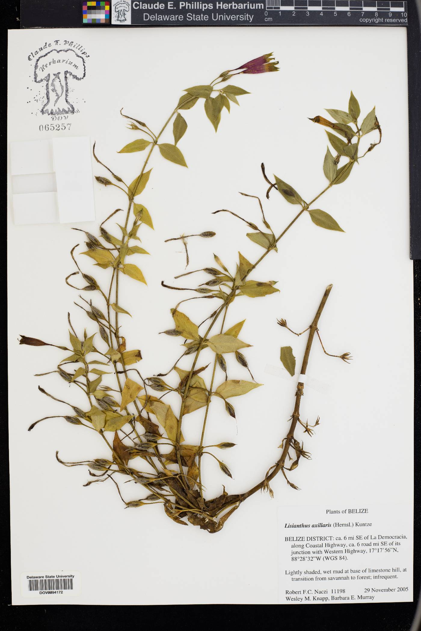Lisianthius axillaris image