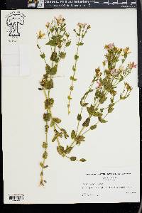 Sabatia angularis image