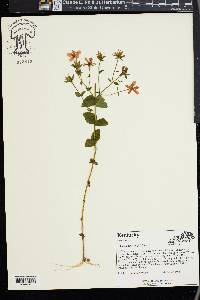 Sabatia angularis image